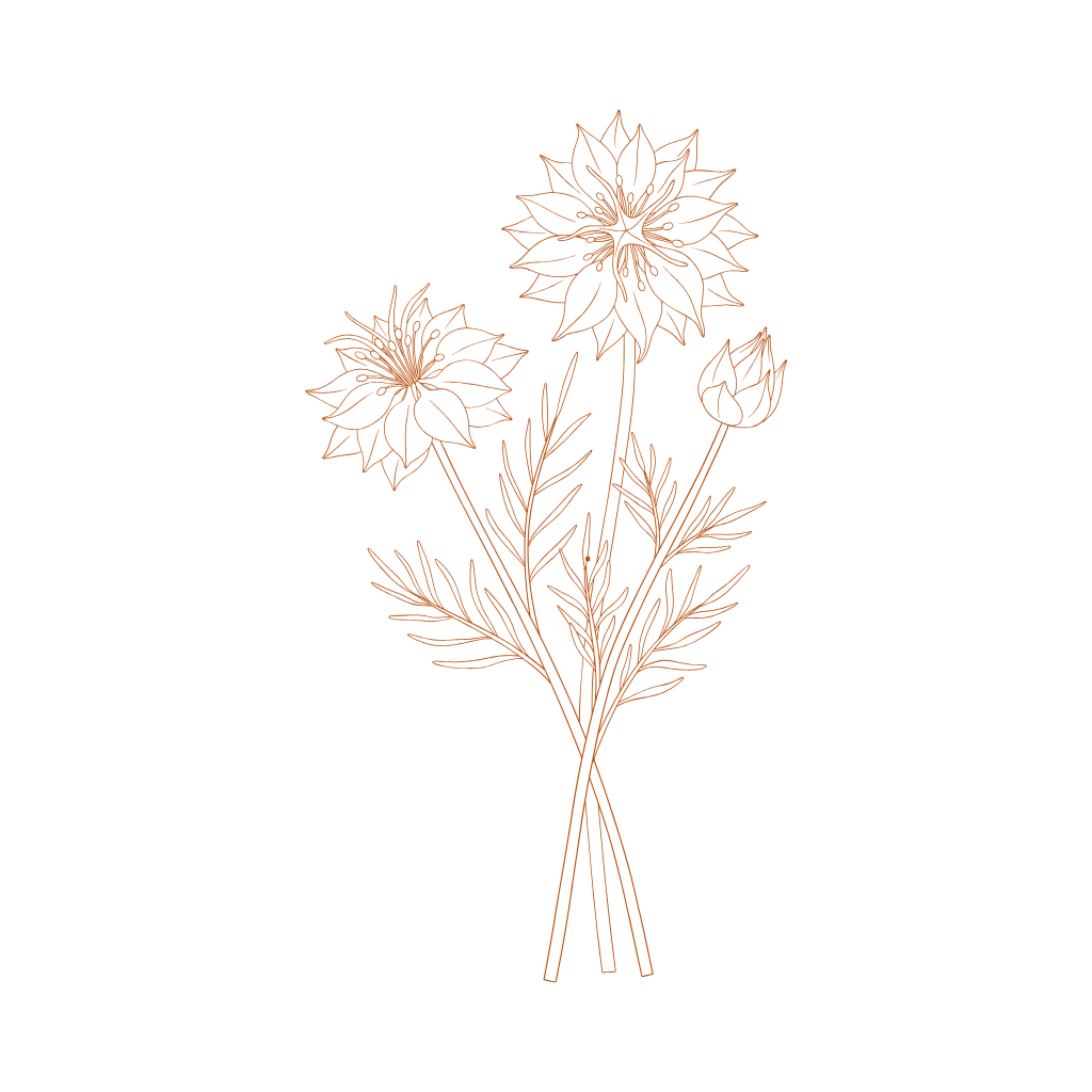 Nigella – sušené květiny